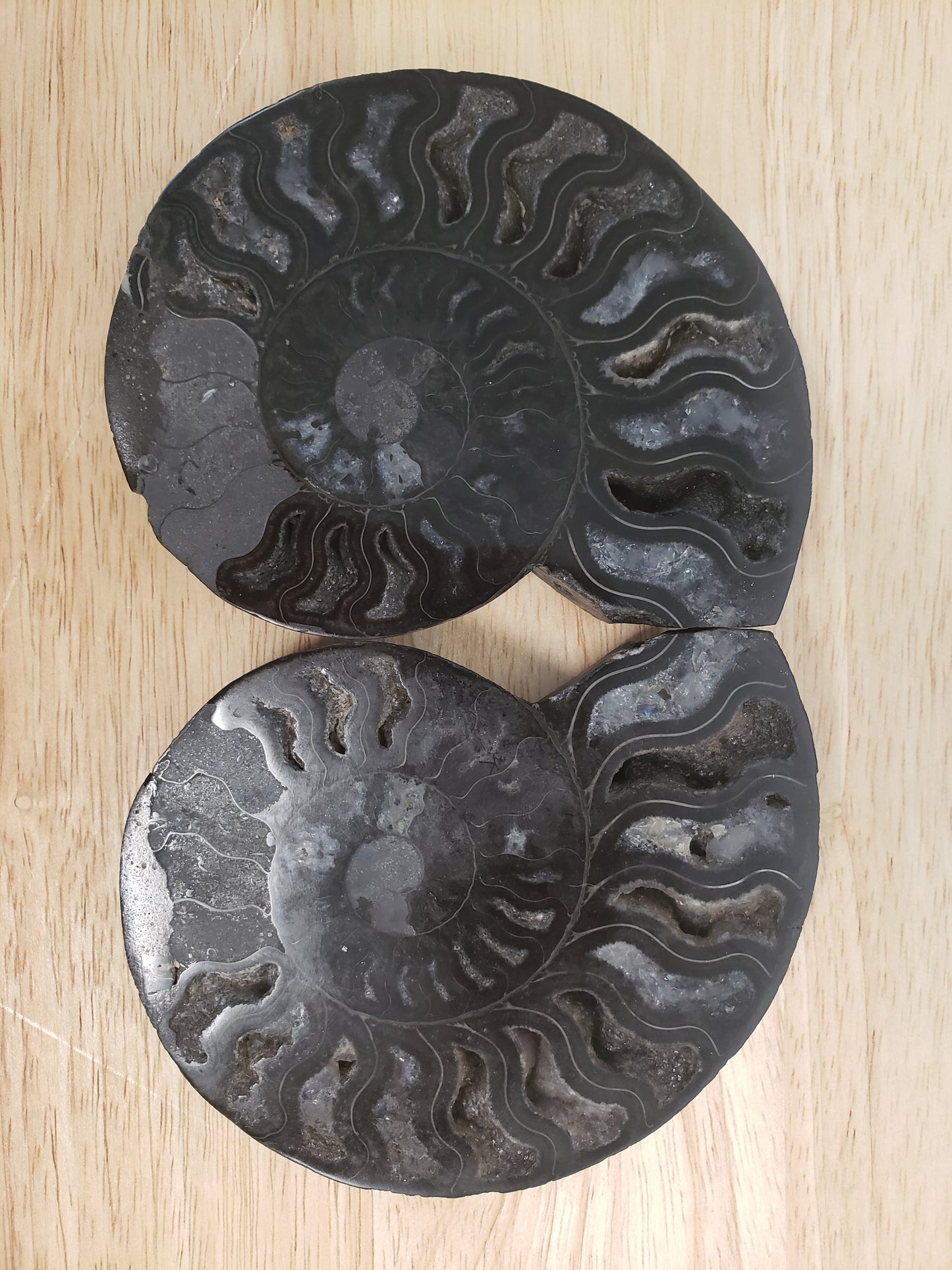 Black Ammonite Fossil