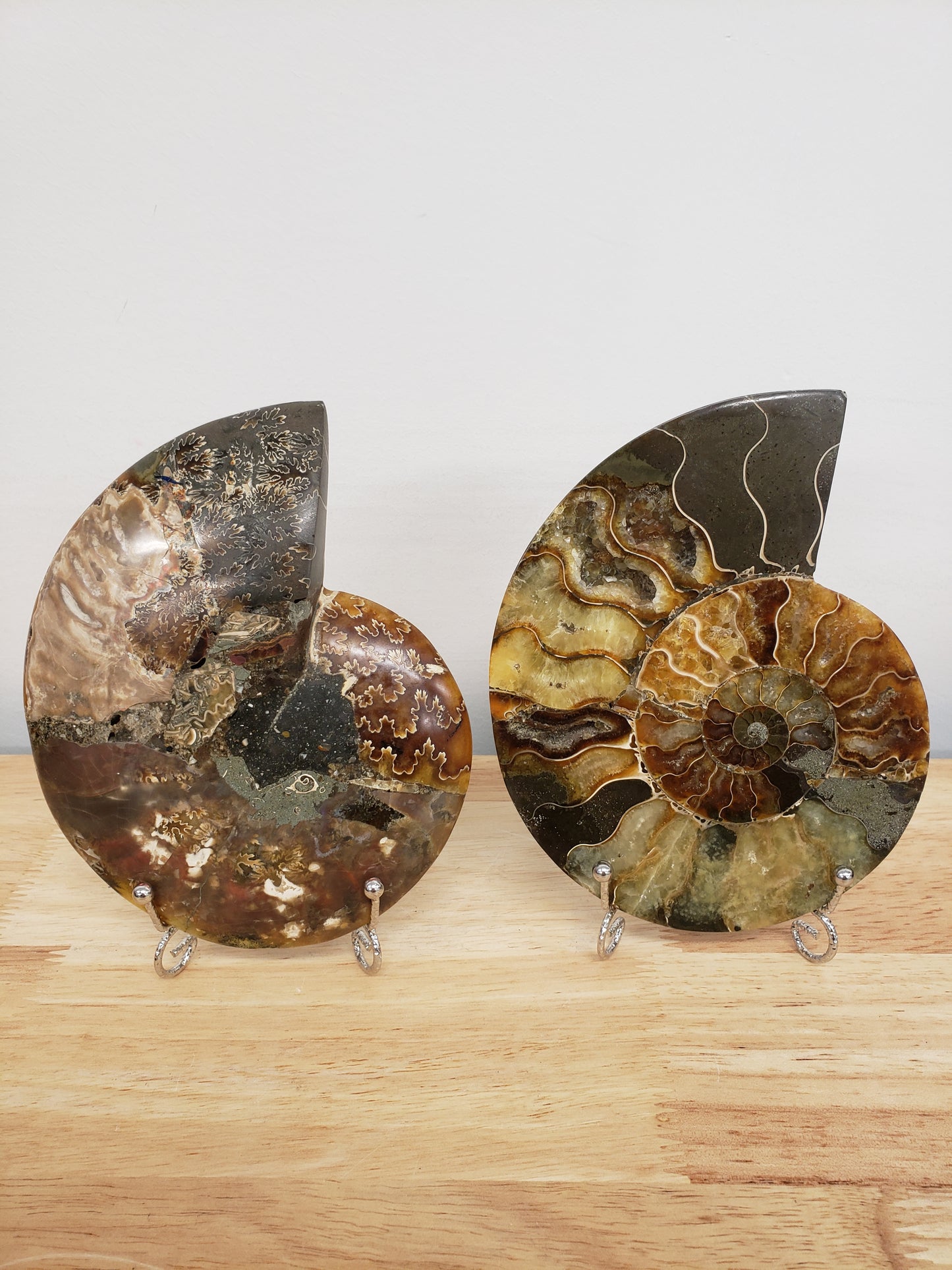 Pair Ammonite Fossil Slabs
