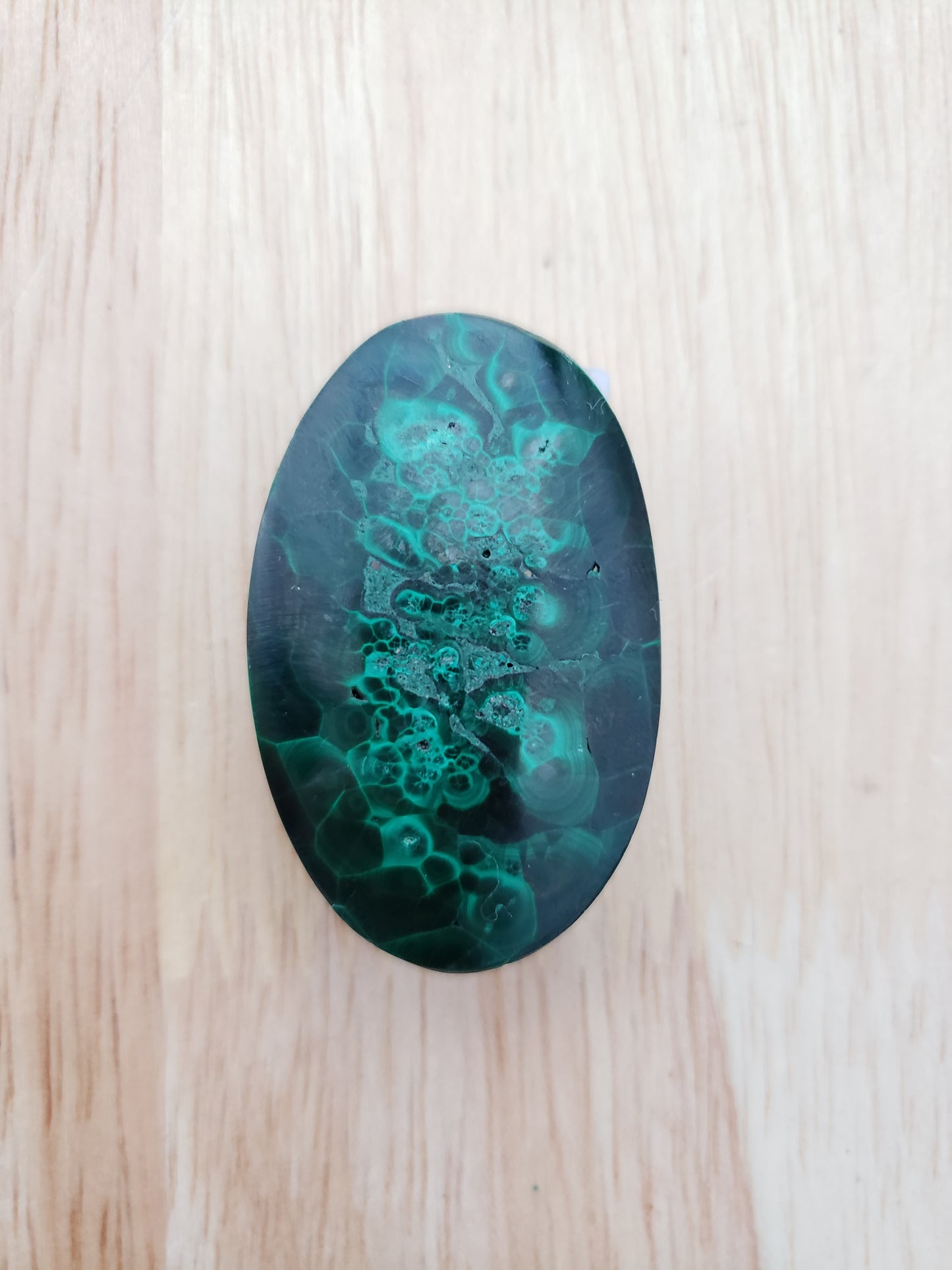 Malachite Palms