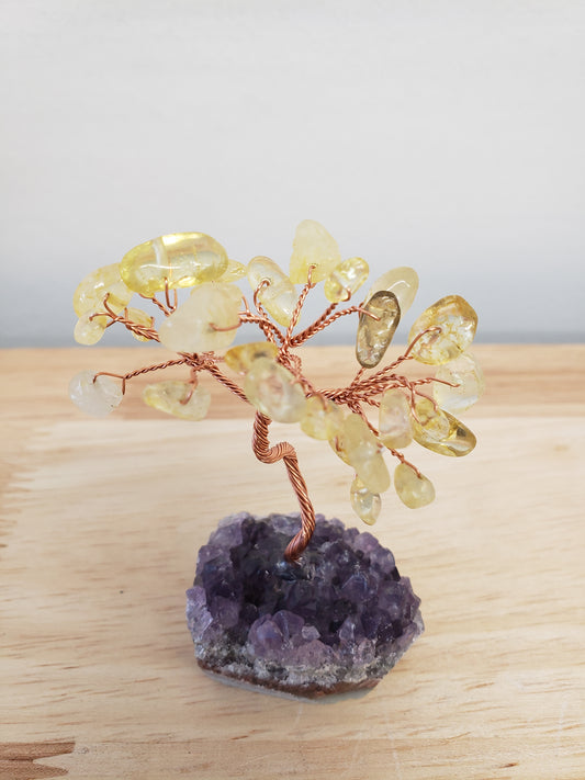 Mini Money Trees