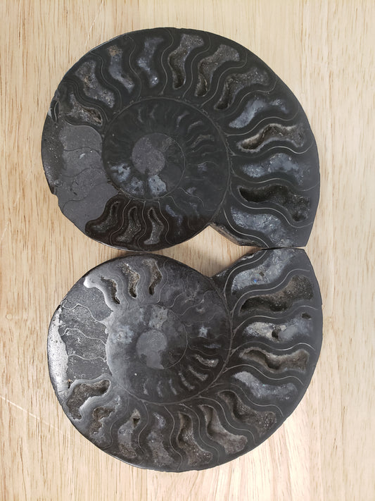 Black Ammonite Fossil